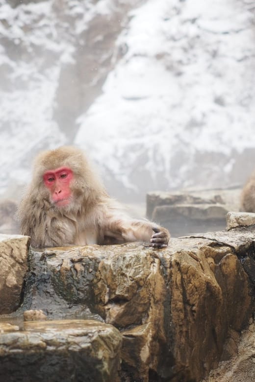 Nagano 1 Day Private Tour (Snow Monkeys, Zenkoji) With Lunch