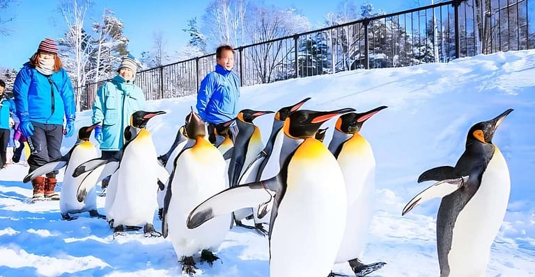 Hokkaido: Asahiyama Zoo, Furano, and Ningle Terrace Tour