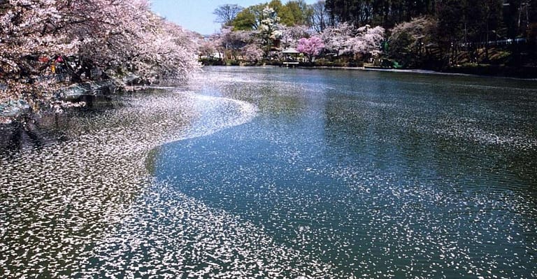 Nagano: 1-Day Snow Monkey & Cherry Blossom Tour in Spring