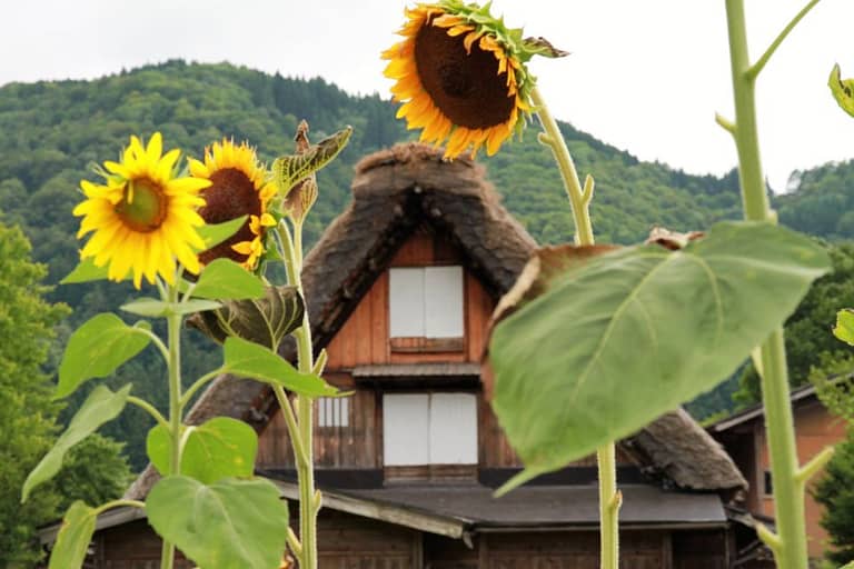 Kanazawa to Shirakawago: Half-Day Tour