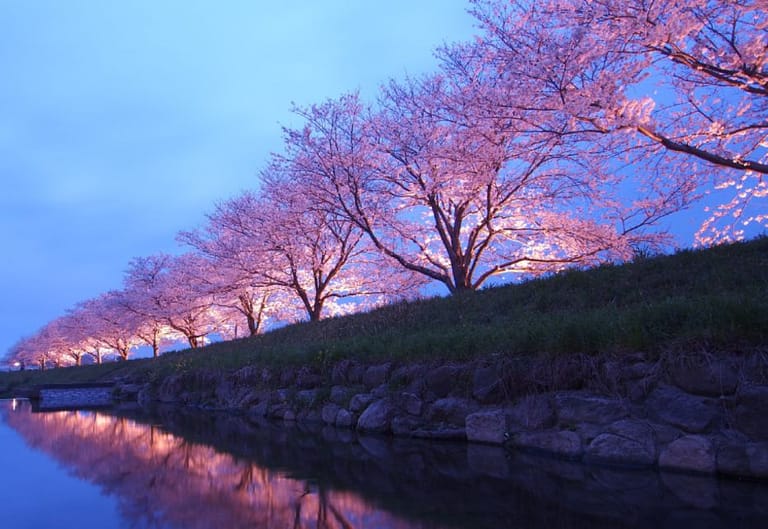 Private & Unique Nagasaki Cherry Blossom Sakura Experience