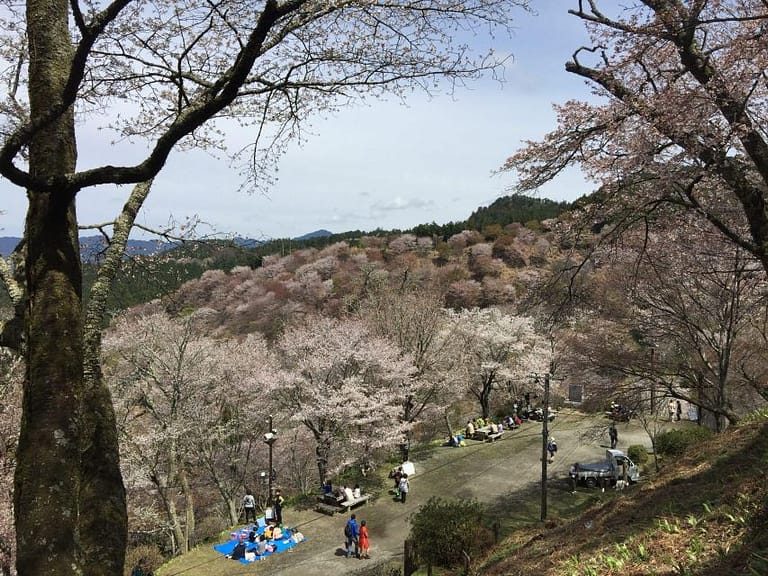 Yoshino: Private Guided Tour & Hiking in a Japanese Mountain