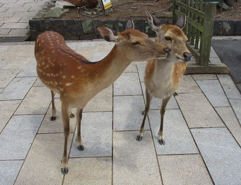 Kyoto-Nara: Giant Buddha, Deer Pagoda Geisha