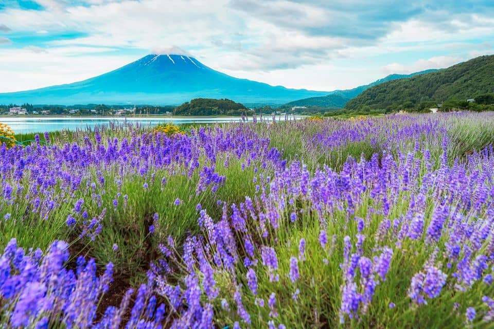From Tokyo: Mt. Fuji Full-Day Sightseeing Trip - Essential Tour Information