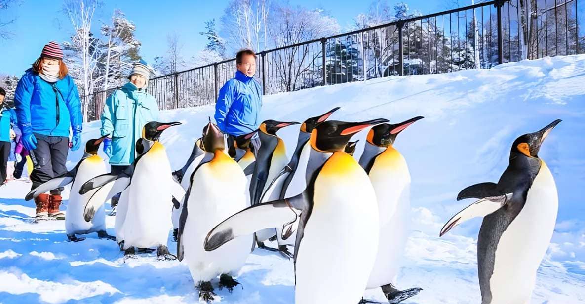 Hokkaido: Asahiyama Zoo, Furano, and Ningle Terrace Tour - Tour Overview and Pricing