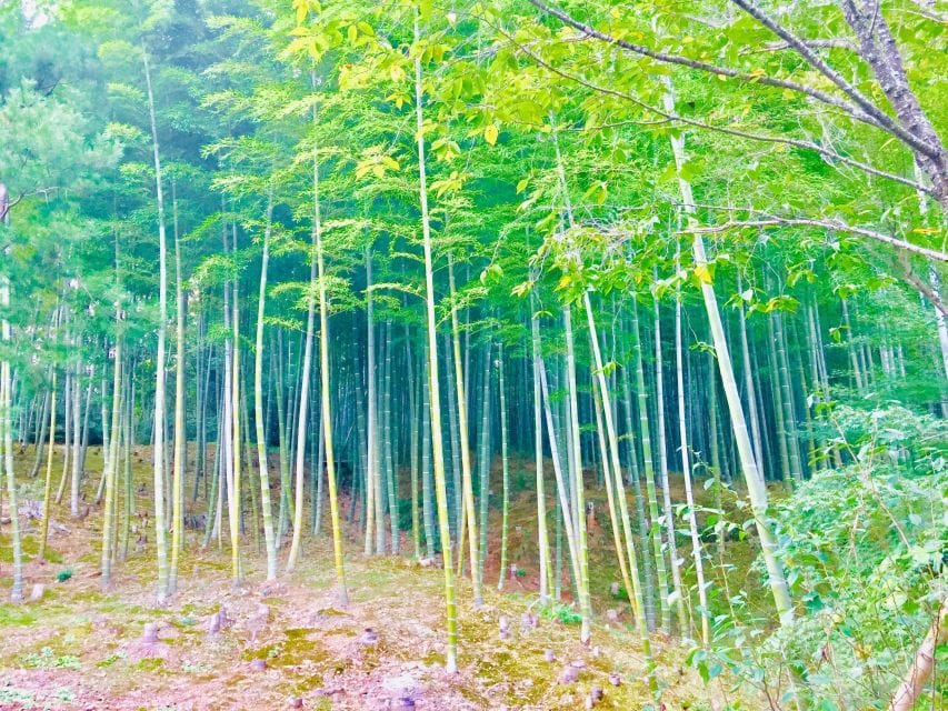 Kyoto, Arashiyama: Bamboo Grove Half-Day Private Guided Tour - Tour Highlights and Inclusions