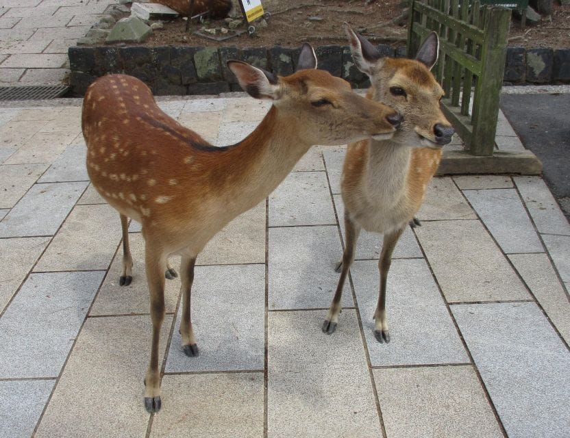 Kyoto-Nara: Giant Buddha, Deer Pagoda Geisha - Explore Kyoto and Nara