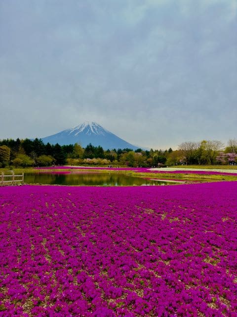 Mount Fuji Hakone With English-Speaking Guide - Explore Mt. Fuji and Hakone