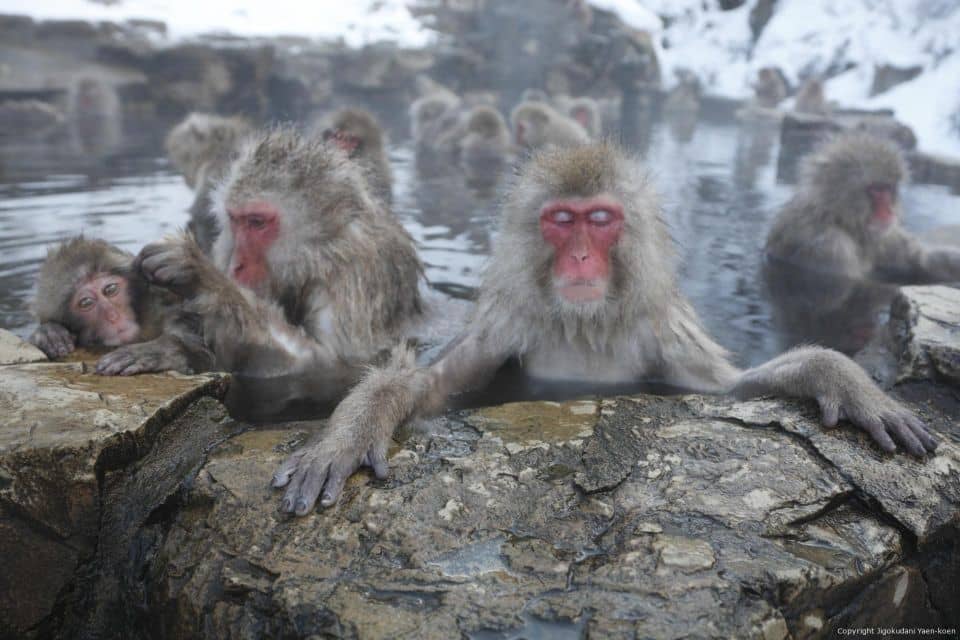 Nagano: Private Transfer Between Station & Snow Monkey Park - Private Transfer Service Overview