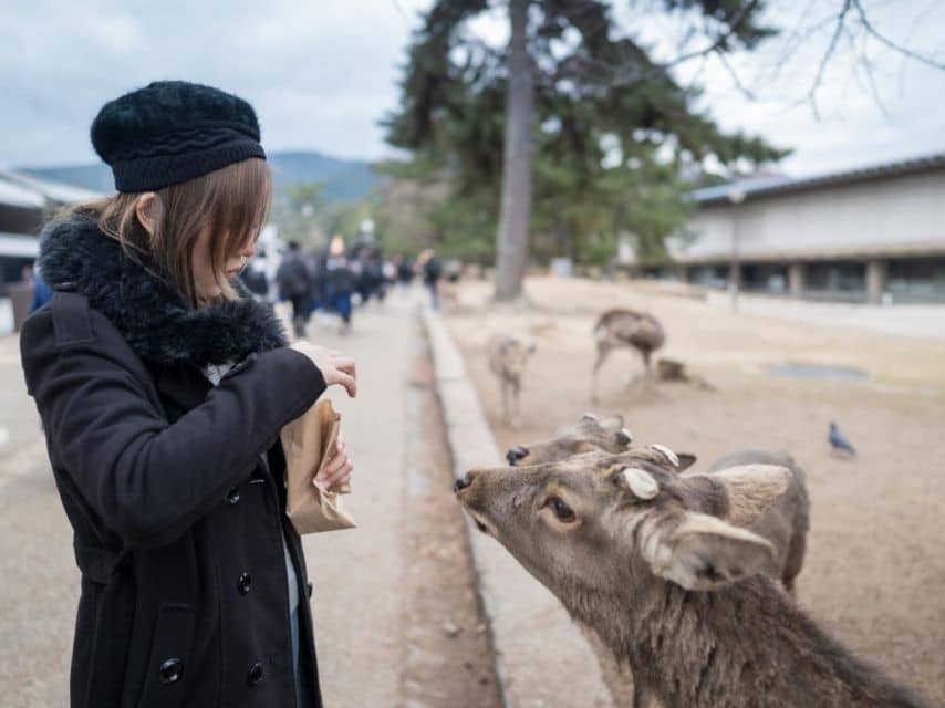 Nara's Historical Wonders: A Journey Through Time and Nature - Exploring Naras Sacred Landmarks