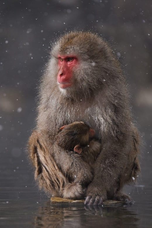 Private Snow Monkey Zenkoji Temple Sightseeing Day Tour - Private Guided Tour Benefits