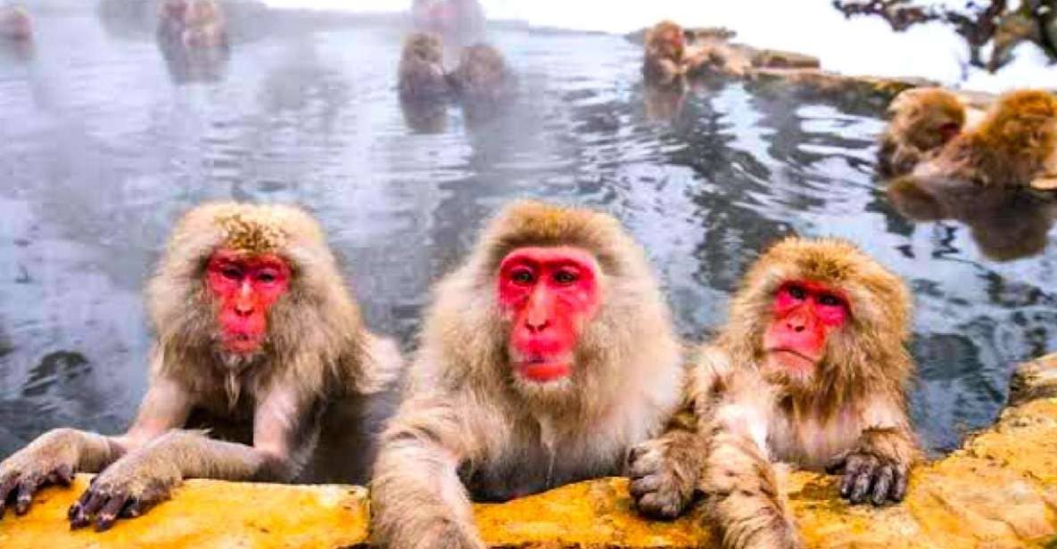 Private Snow Monkeys Zenkoji Temple Sightseeing Day Trip - Tour Overview and Pricing