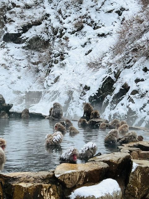 Snow Monkeys Zenkoji Temple One Day Private Sightseeing Tour - Tour Highlights and Features