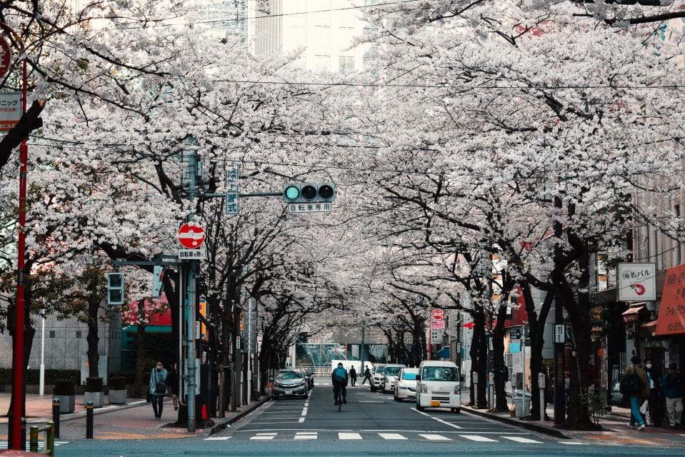 Tokyo: Private Cherry Blossom Experience - Tour Highlights and Inclusions