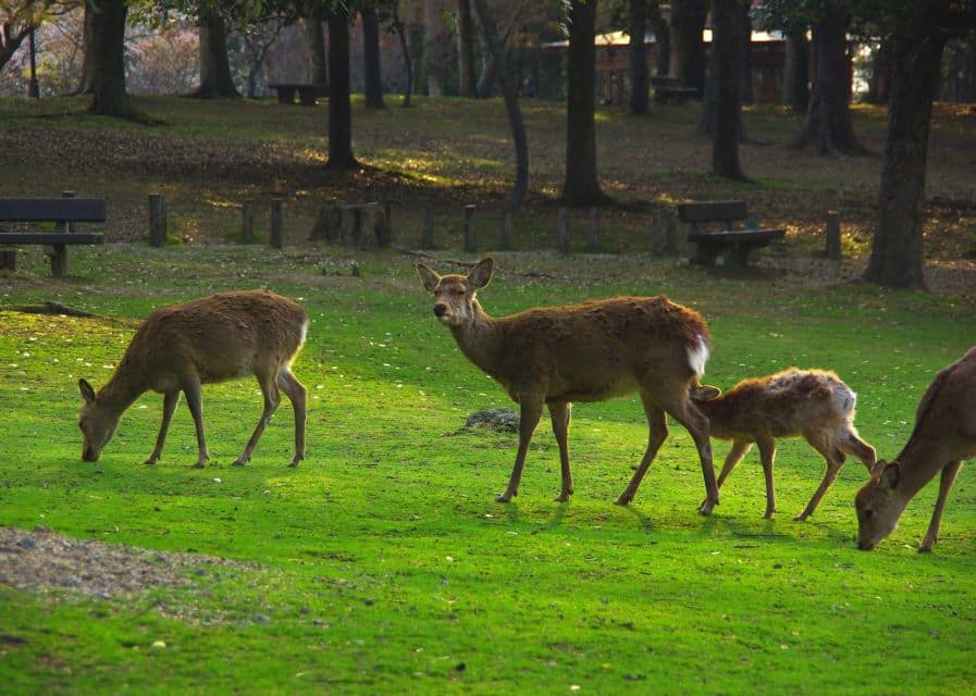 From Osaka/Kyoto: Kyoto & Nara Bus Tour W/ Kinkakuji Ticket - Itinerary and Schedule Details