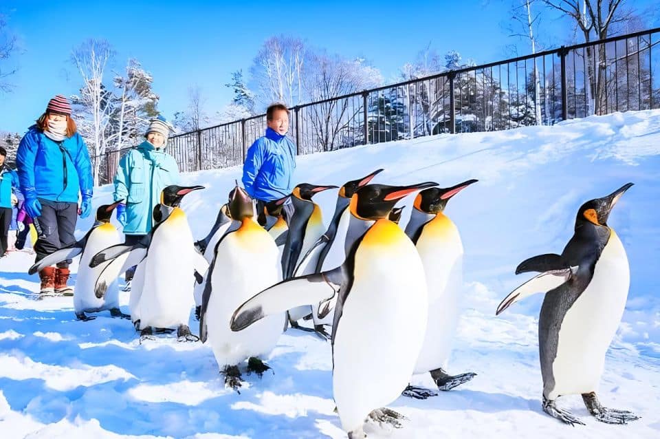 Hokkaido: Asahiyama Zoo, Furano, and Ningle Terrace Tour - Itinerary and Schedule