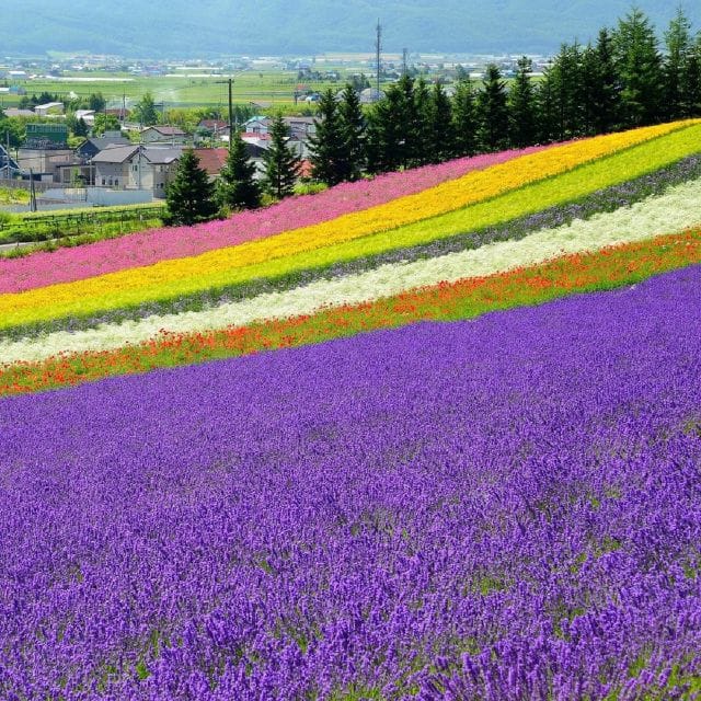 Hokkaido: Biei Blue Pond and Furano Flower Farm Day Trip - Itinerary and Schedule
