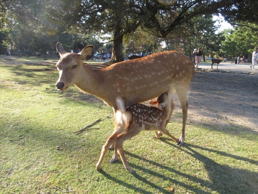 Kyoto-Nara: Giant Buddha, Deer Pagoda Geisha - Discover UNESCO Heritage Sites