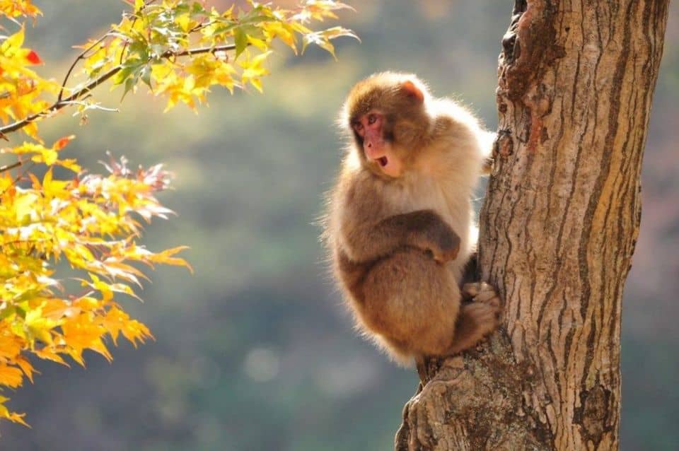 Nagano: Snow Monkeys, Zenkoji Temple & Sake Day Trip - Meet the Famous Snow Monkeys