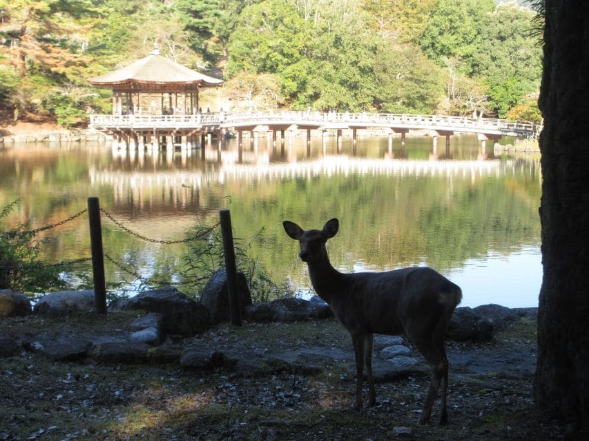 Nara: Giant Buddha, Deer Roaming Freely in the Park (Italian Guide) - Exploring Naras Hidden Gems