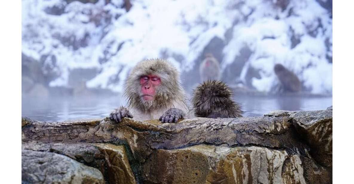 Snow Monkey & ZinkoJi With Sake Tasting Private Tour - Tour Highlights and Inclusions