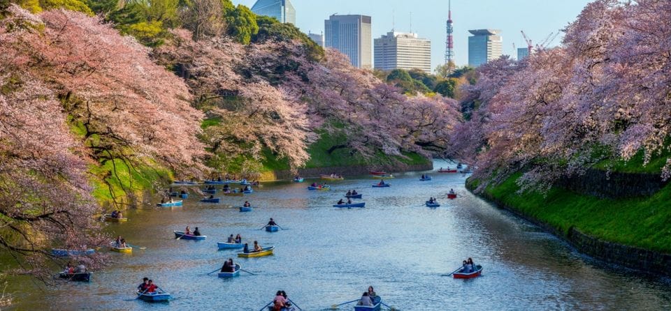 Tokyo: Private Cherry Blossom Experience - Private Cherry Blossom Experience