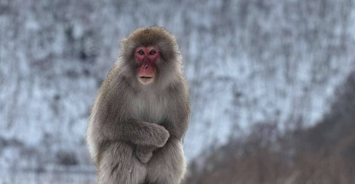 A Memorabele Snow Monkey Park and Zenkoji Temple Tour - Tour Overview and Pricing