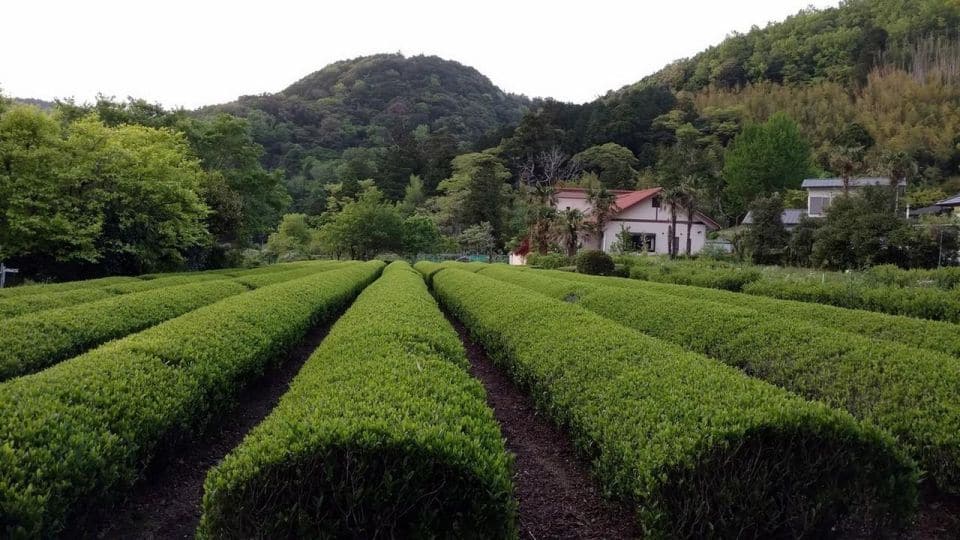 Izu Peninsula: Ike Village Experience - Just The Basics