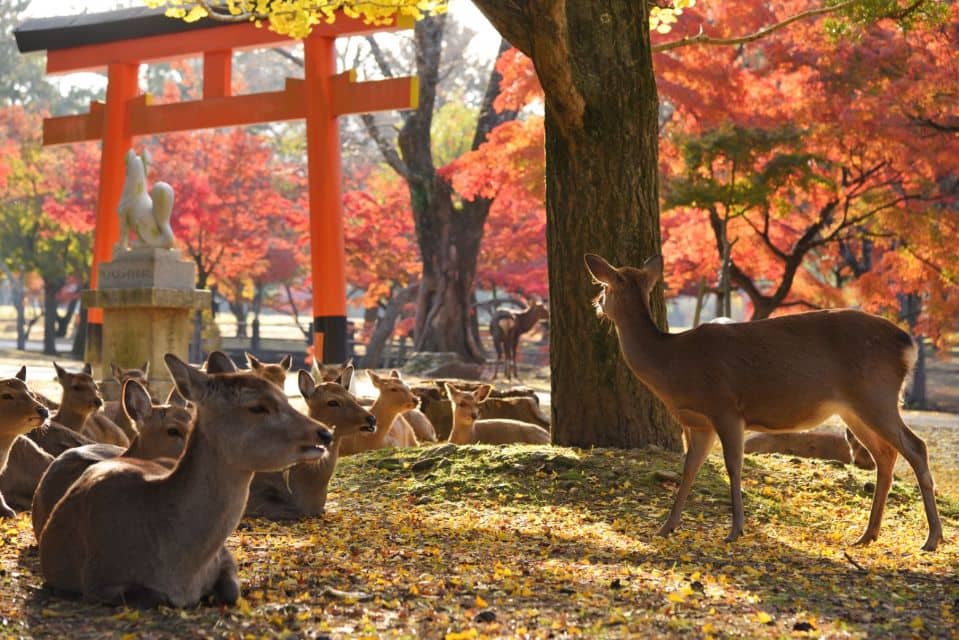 Kyoto and Nara Golden Route 1 Day Bus Tour From Kyoto - Just The Basics