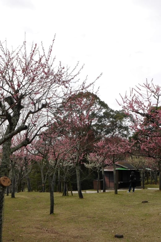 Kyoto: Nara, Todaiji, Kasuga Taisha Shrine Private Full Day - Just The Basics