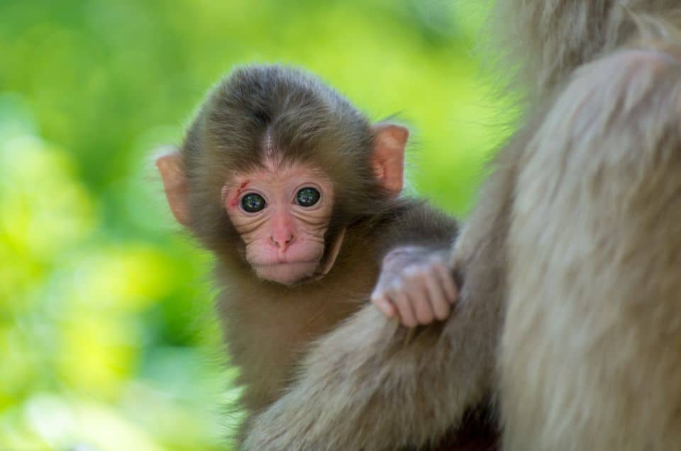 Nagano: 1-Day Snow Monkey & Cherry Blossom Tour in Spring - Just The Basics