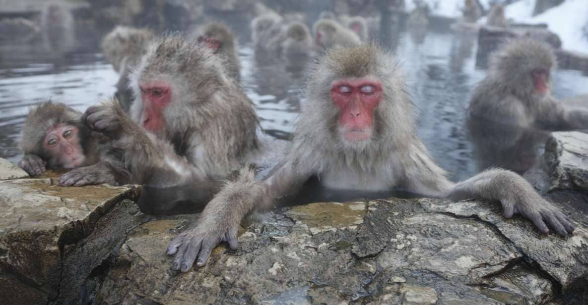 Nagano: Private Transfer Between Station & Snow Monkey Park - Just The Basics