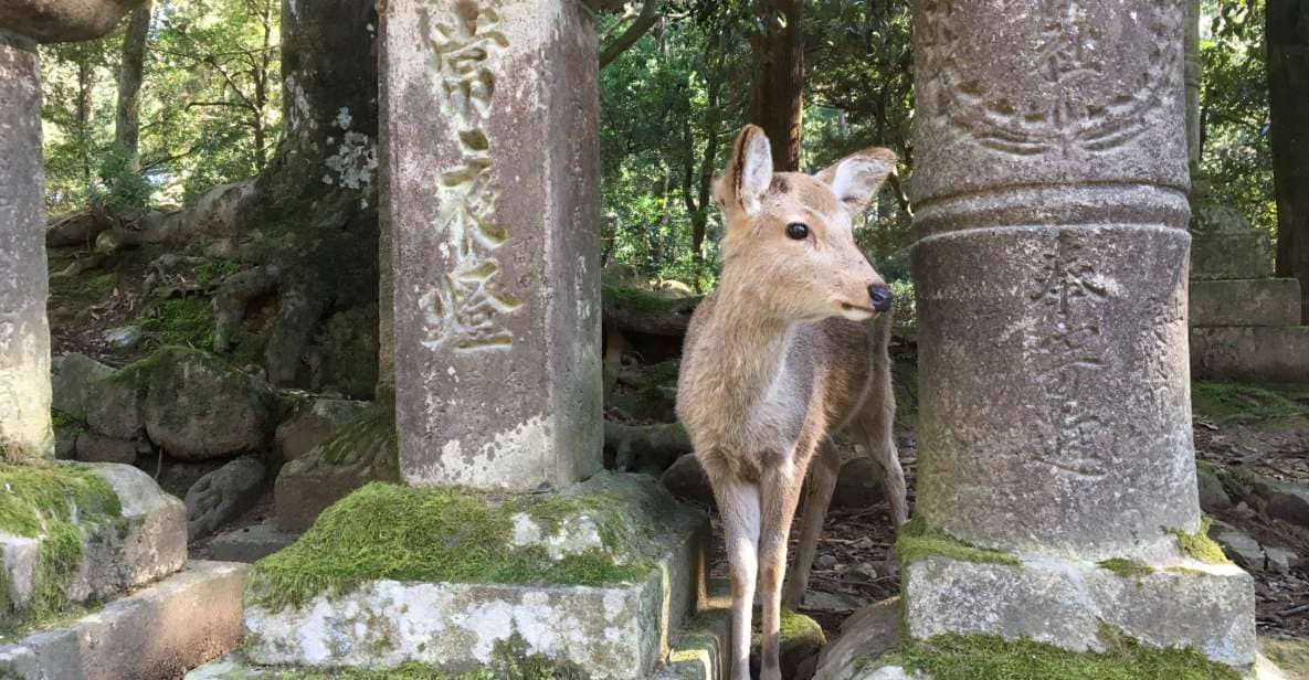 Nara: Half-Day Private Guided Tour - Just The Basics