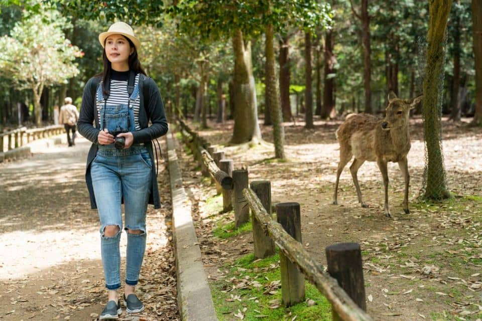 Nara's Historical Wonders: A Journey Through Time and Nature - Just The Basics