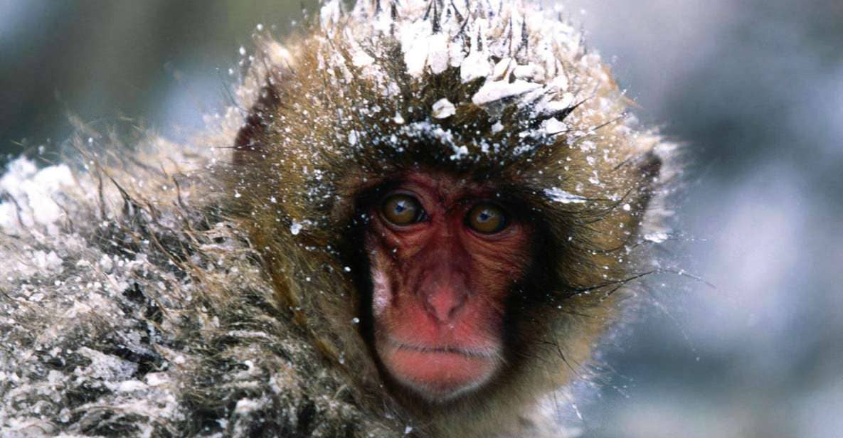 Private Snow Monkey Zenkoji Temple Sightseeing Day Tour - Itinerary and Schedule Details