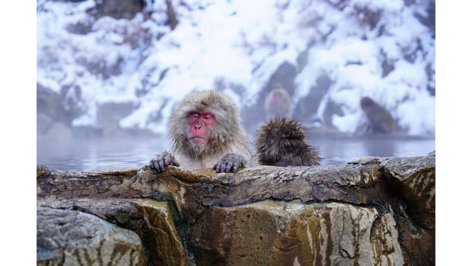 Snow Monkey & ZinkoJi With Sake Tasting Private Tour - Just The Basics