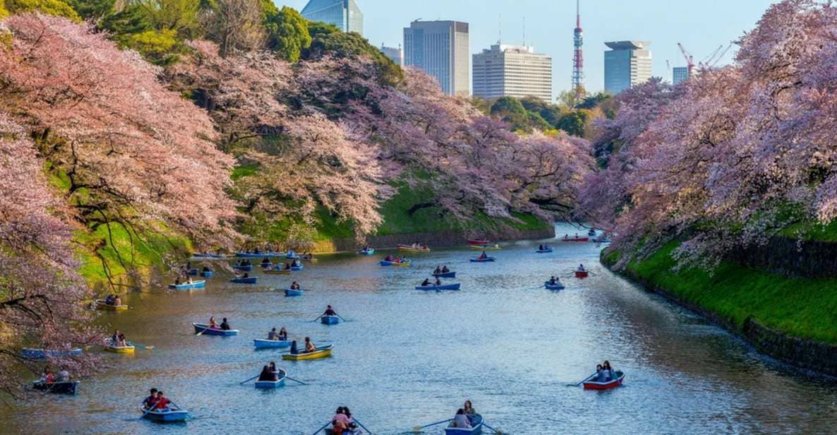 Tokyo: Private Cherry Blossom Experience - Just The Basics