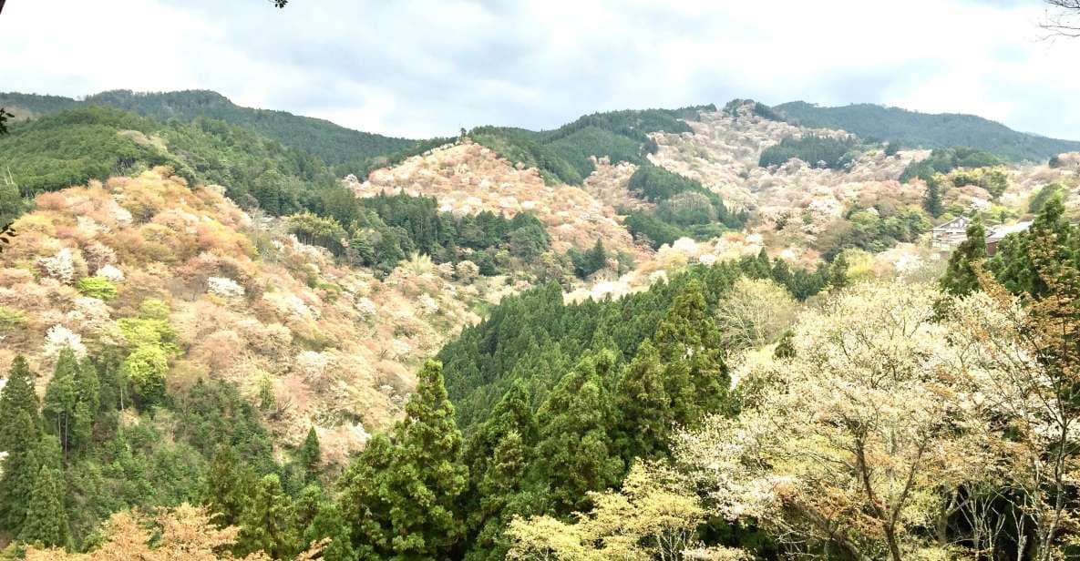 Yoshino: Private Guided Tour & Hiking in a Japanese Mountain - Just The Basics